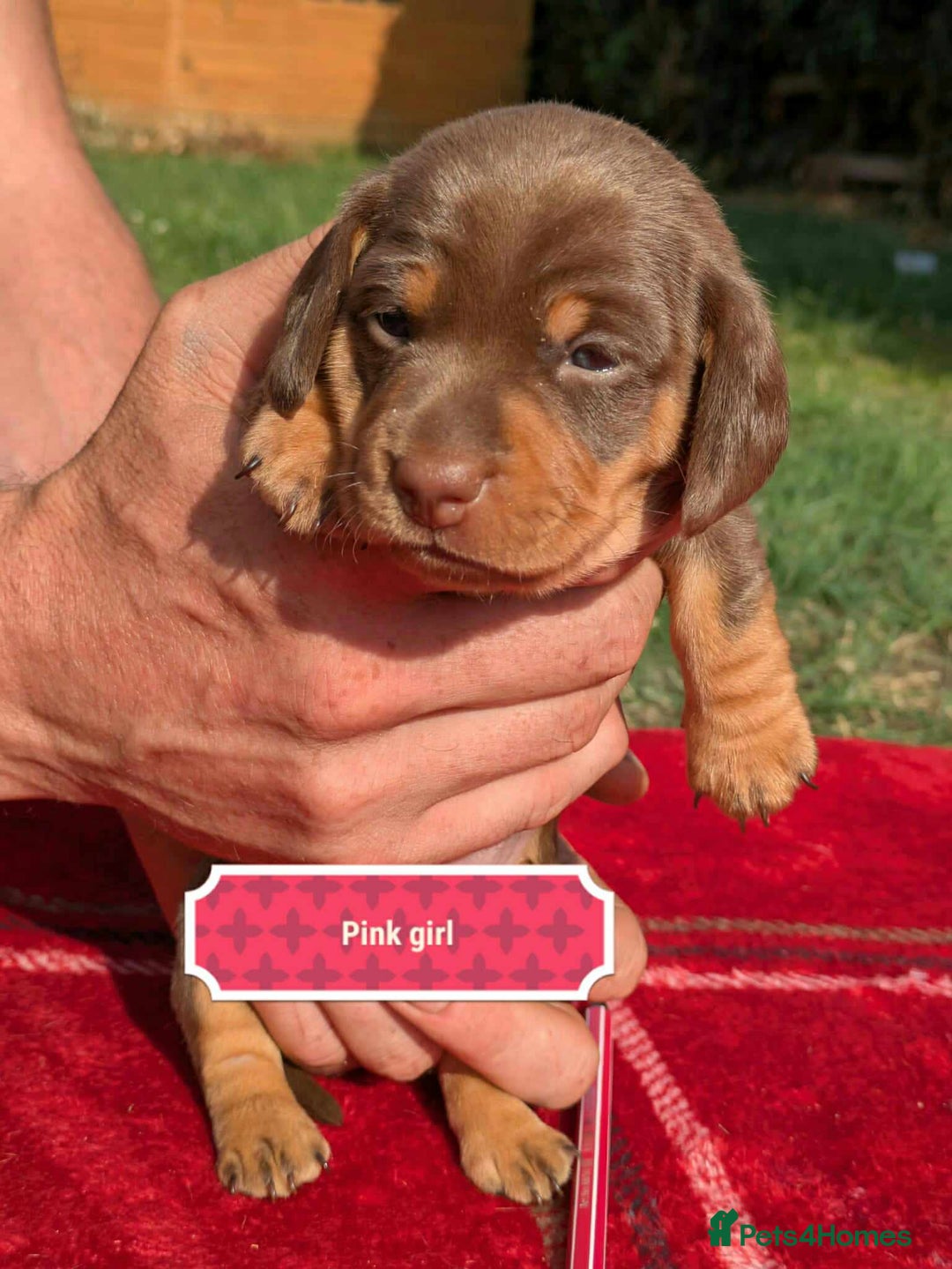 Miniature Dachshund dogs for sale: 5 beautiful chocolate and tan miniature dachshunds - Image 8