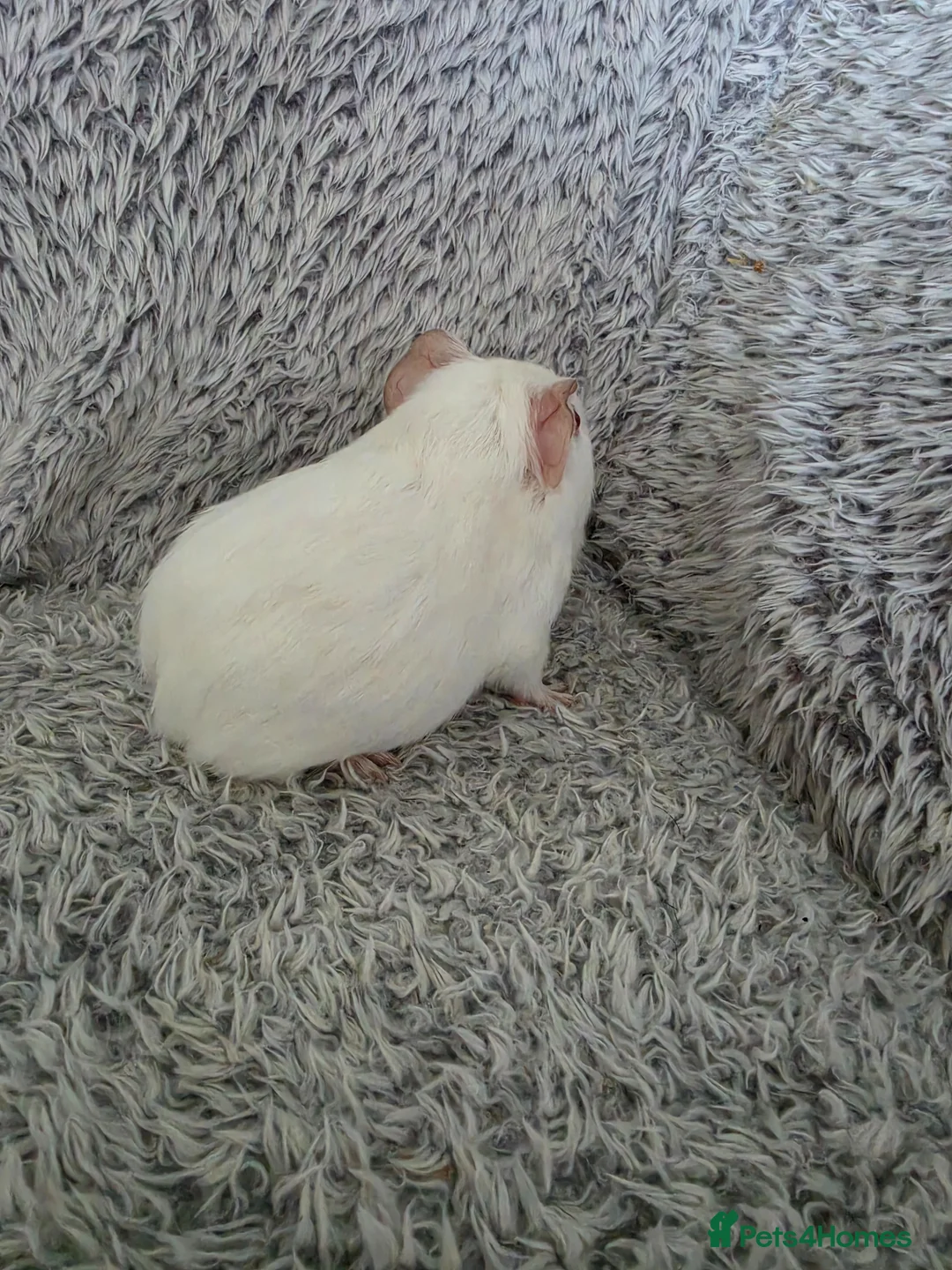Guinea Pig rodents for sale: 2 bonded girls  - Advert 2
