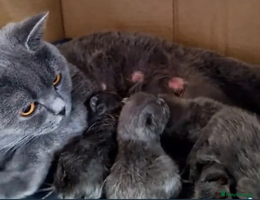 Mixed Breed cats for sale: Lilac girl kitten  - Advert 8