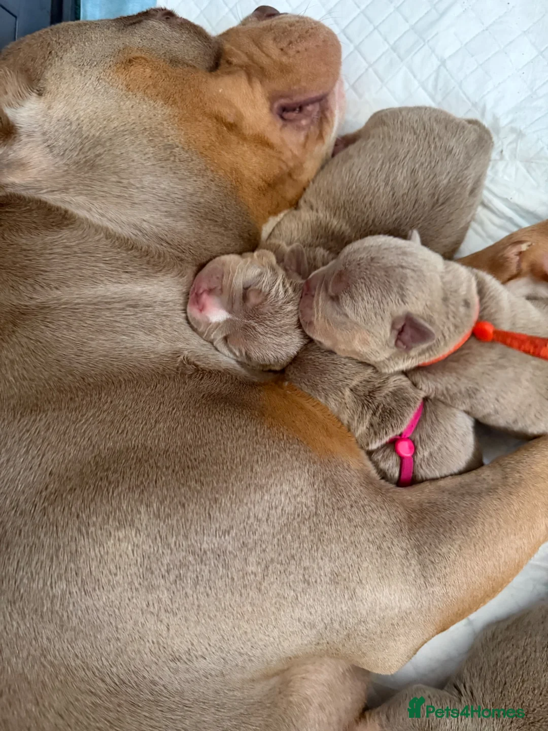 American Bully dogs for sale: 🐾Exceptional ABKC Lilac Tri Pocket Bully Puppies - Advert 22