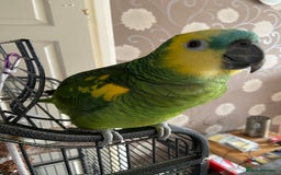 Parrots birds for sale: Semi Tamed Blue Fronted Amazon Parrot For Sale - Advert 4