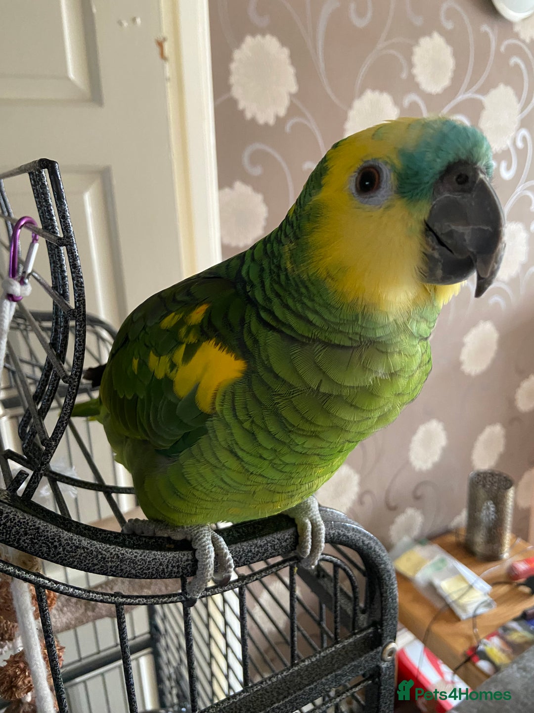 Parrots birds for sale: Semi Tamed Blue Fronted Amazon Parrot For Sale - Advert 4