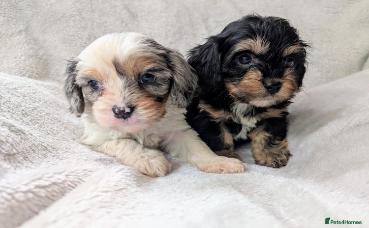 Cavapoo dogs - Advert 2