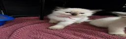 Ragdoll cats for sale: TICA/GCCF registered ragdoll kittens - Advert 28