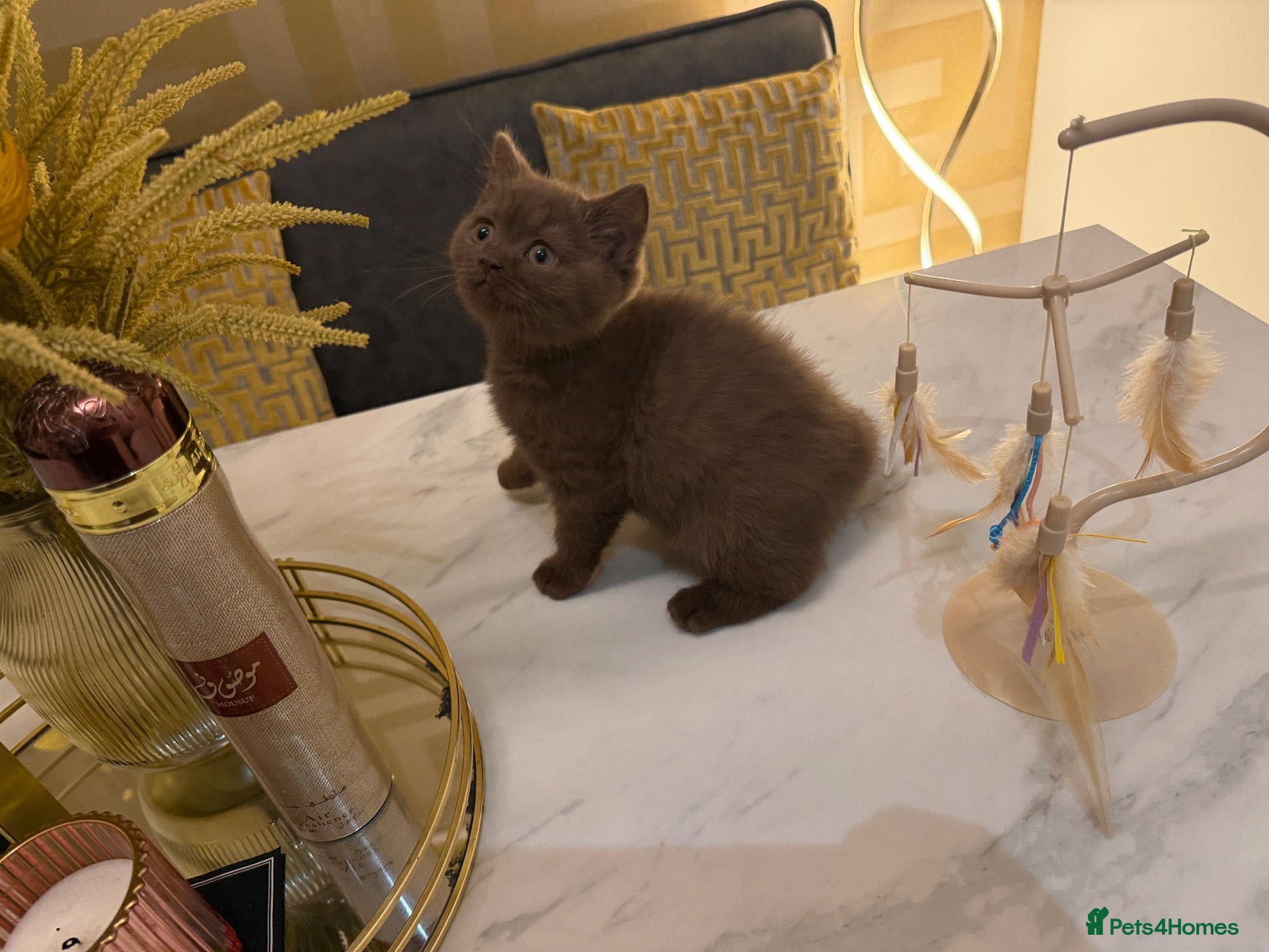 British Shorthair cats **Ready to leave 25/9/26) BSH kittens-Cinnamon&Co - Advert 2