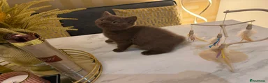 British Shorthair 2