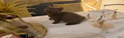 British Shorthair cats for sale: *REDUCED* British Shorthair Kittens in chocolate  - Advert 24
