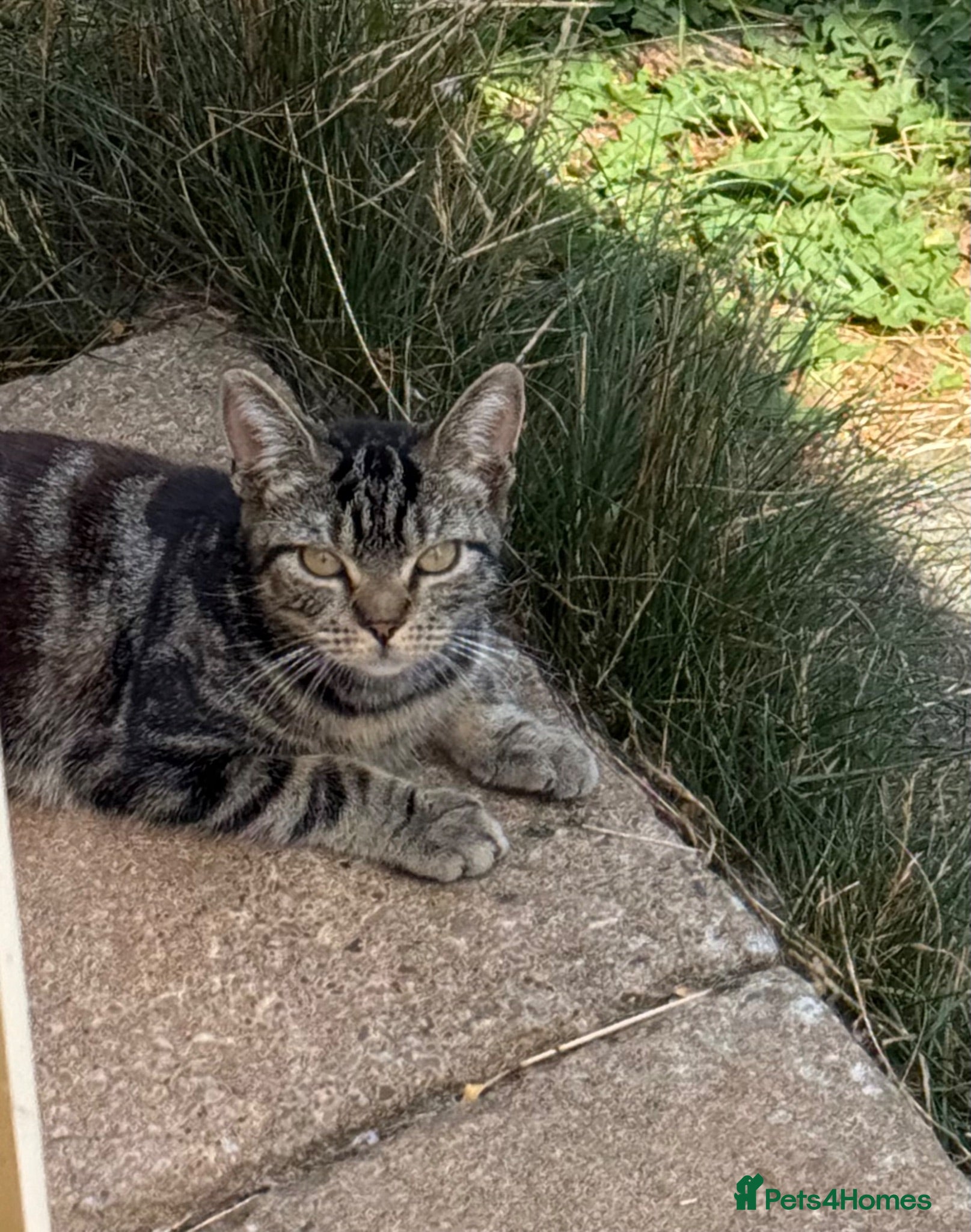 Mixed Breed cats Urgent rehoming adoption 3 beautiful juvenile cats - Advert 14