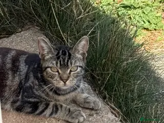 Mixed Breed cats Urgent rehoming adoption 3 beautiful juvenile cats - Advert 1