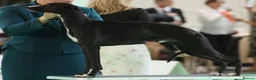 Whippet dogs for sale: 6 STUNNING WHIPPET PUPPIES - Advert 4