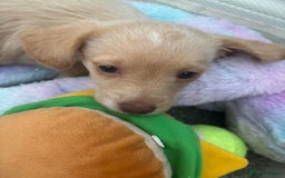 Mixed Breed dogs for sale: Cockapoochi Puppies - Cockapoo Chihuahua hydbrid - Image 33