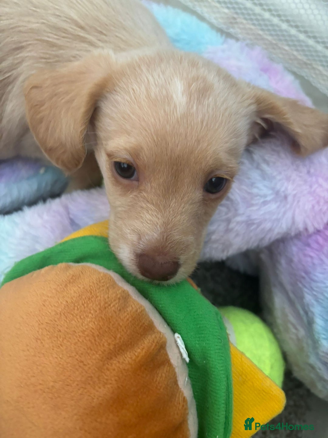 Mixed Breed dogs for sale: Cockapoochi Puppies - Cockapoo Chihuahua hydbrid - Image 33