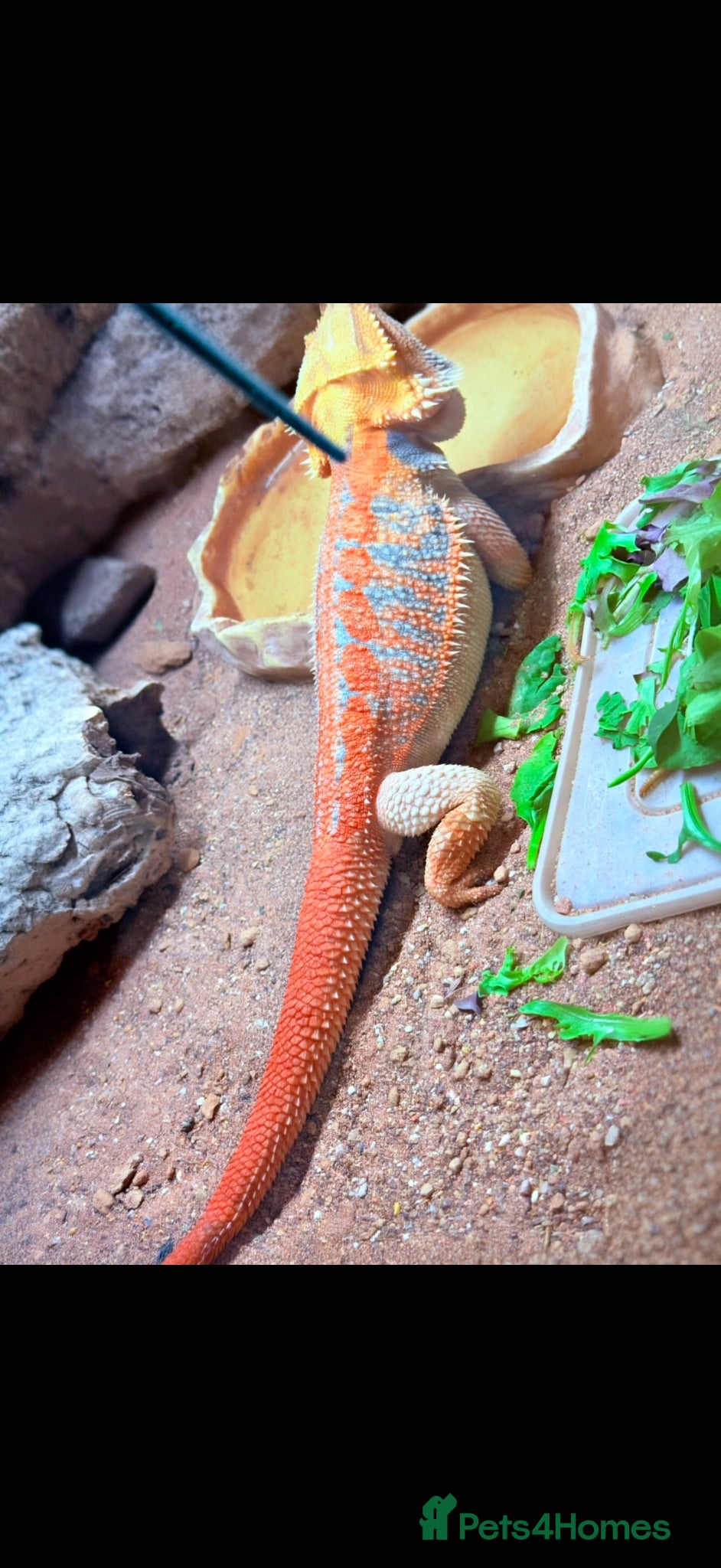 Bearded Dragon reptiles 💥💥💥Baby Dragons - back by popular demand 💥💥💥 - Advert 1