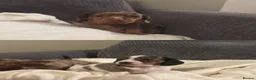 Miniature Dachshund dogs for sale: Beautiful Miniature Dachshund Puppies For Sale  - Advert 2