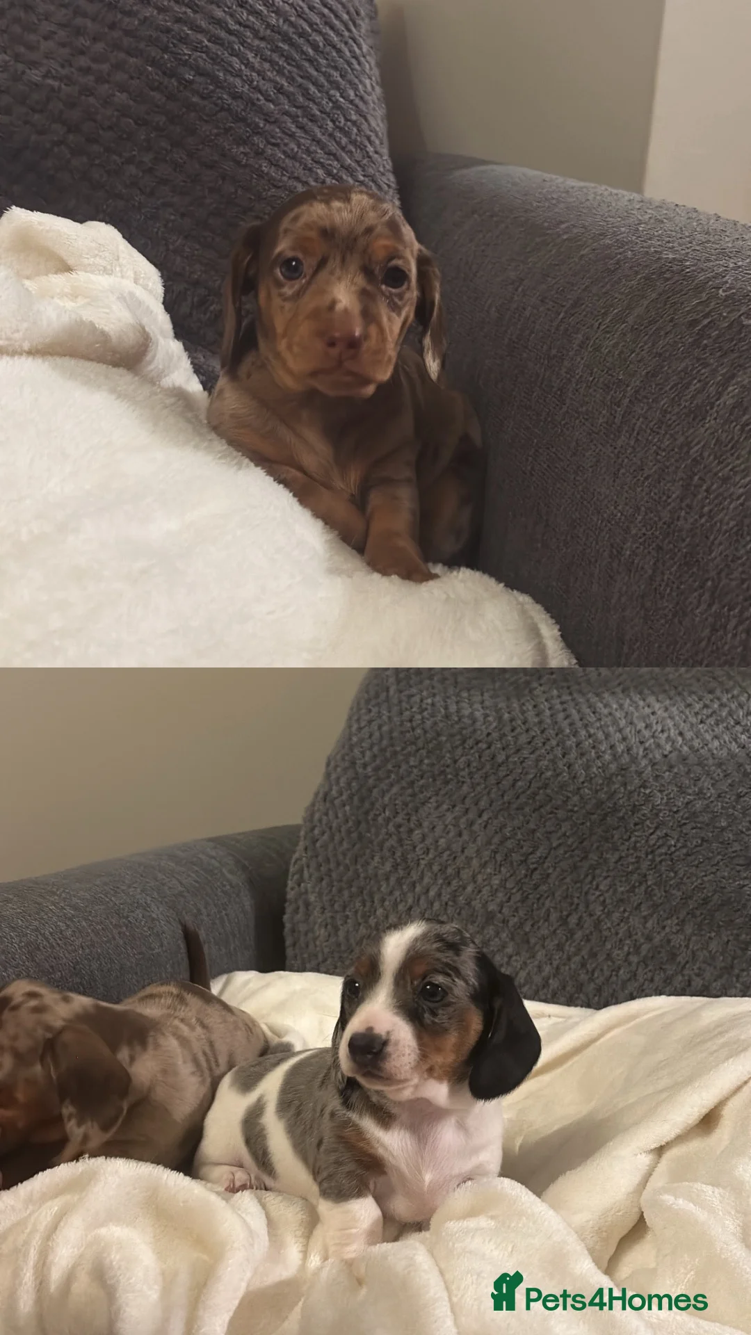Miniature Dachshund dogs for sale: Beautiful Miniature Dachshund Puppies For Sale  - Advert 2