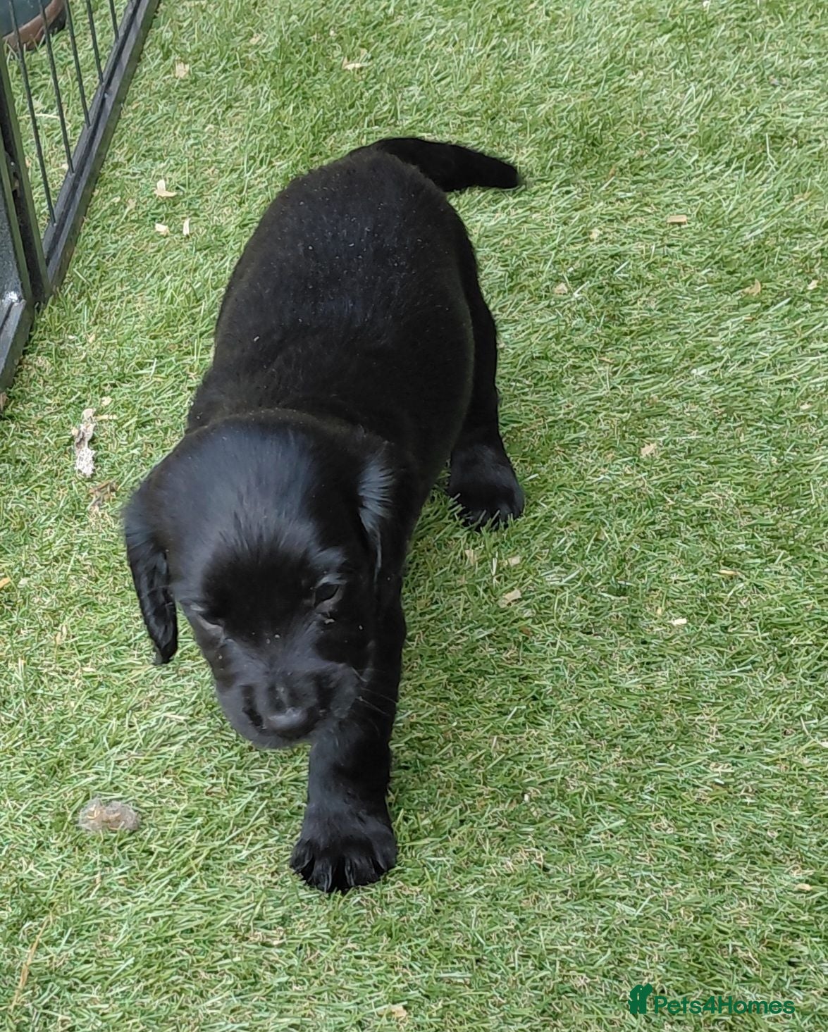Sprocker dogs for sale: Sprocker puppies 75% cocker - Advert 1
