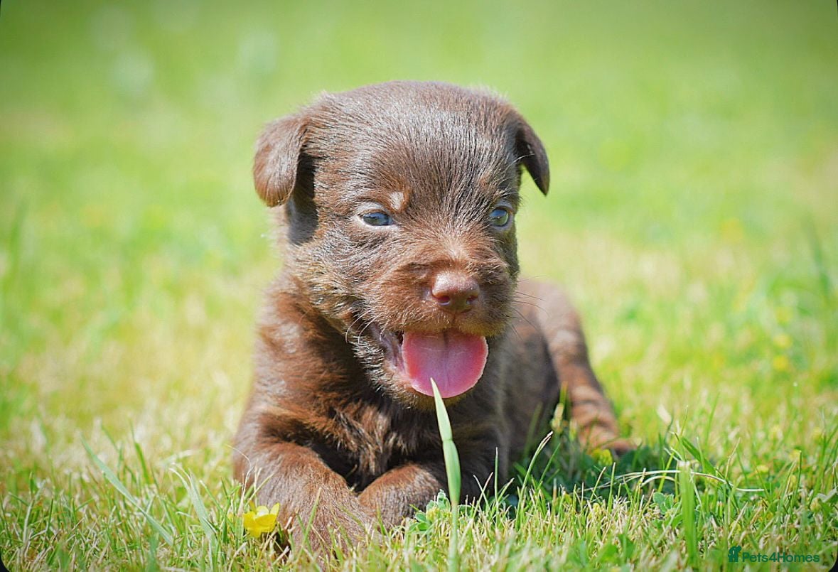 Mixed Breed dogs Beautiful litter of Patterpoo’s   - Advert 5