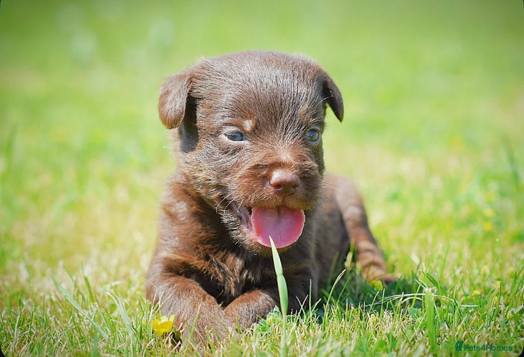 Mixed Breed dogs for sale: Beautiful litter of Patterpoo’s   - Advert 2