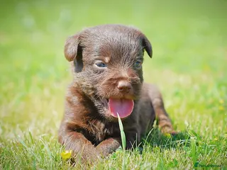 Mixed Breed dogs Beautiful litter of Patterpoo’s - Advert 2