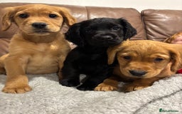 Cocker Spaniel dogs for sale: RED & BLACK COCKER SPANIEL PUPPIES READY NOW 🐶🧡  - Image 18