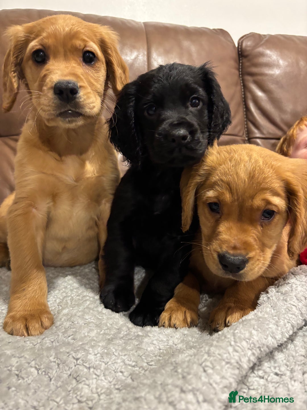 Cocker Spaniel dogs for sale: RED & BLACK COCKER SPANIEL PUPPIES READY NOW 🐶🧡  - Image 18