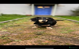 Miniature Dachshund dogs for sale: Beautiful Cream long haired Dachshunds  - Image 14
