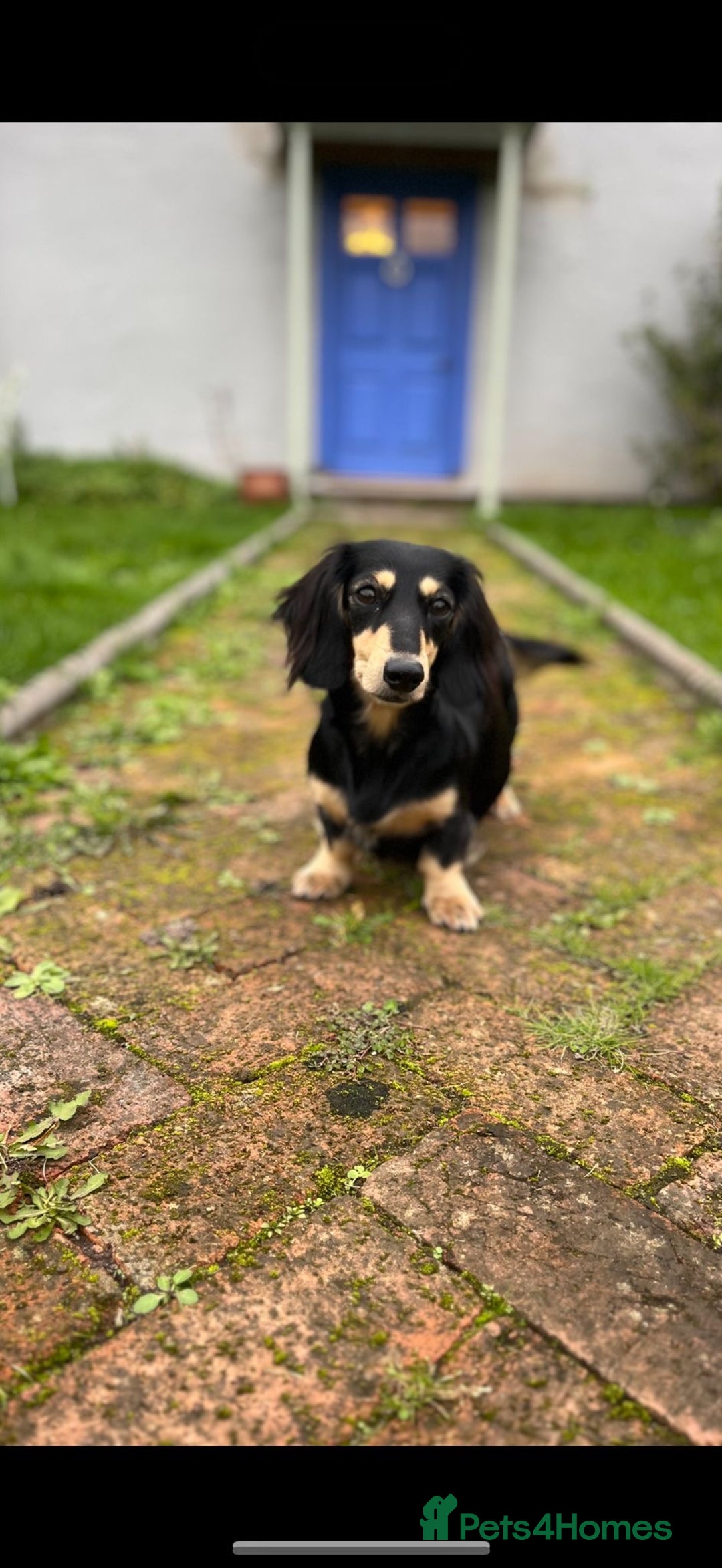 Miniature Dachshund dogs for sale: Beautiful Cream long haired Dachshunds  - Image 14