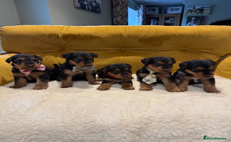 Airedale Terrier dogs Miniature Airedale puppies  - Advert 13