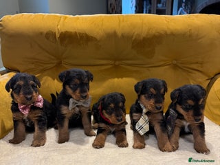 Airedale Terrier dogs Miniature Airedale puppies - Advert 5