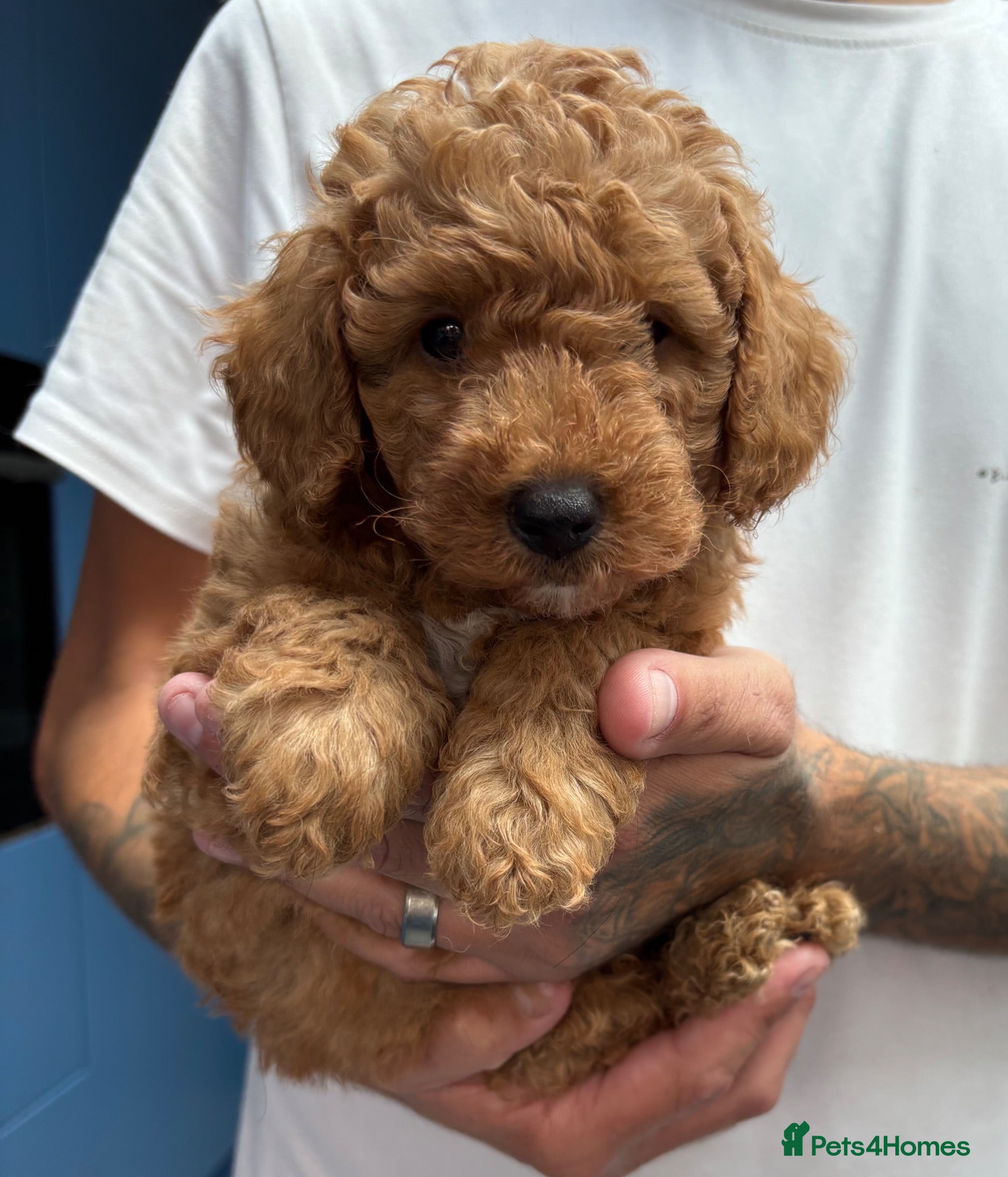 Maltipoo dogs Stunning Maltipoo Puppies - health checked - Advert 1