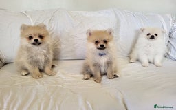 Pomeranian dogs for sale:  beautiful boy pomeranians - Image 1