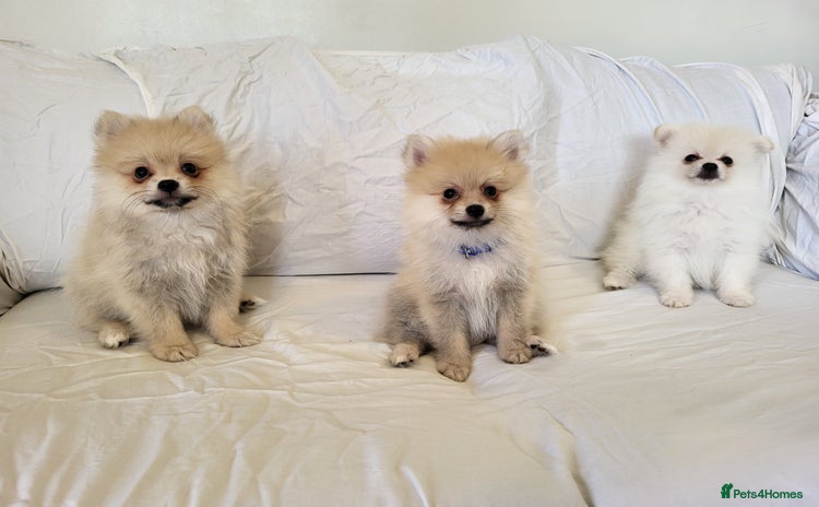 Pomeranian dogs - Advert 1
