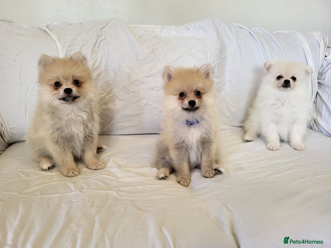 Pomeranian dogs for sale:  beautiful boy pomeranians - Image 1