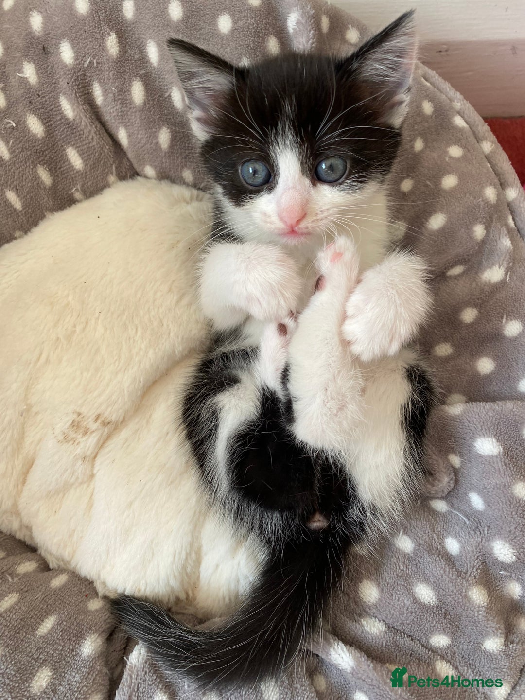 Mixed Breed cats for sale: beautiful kittens - Image 11