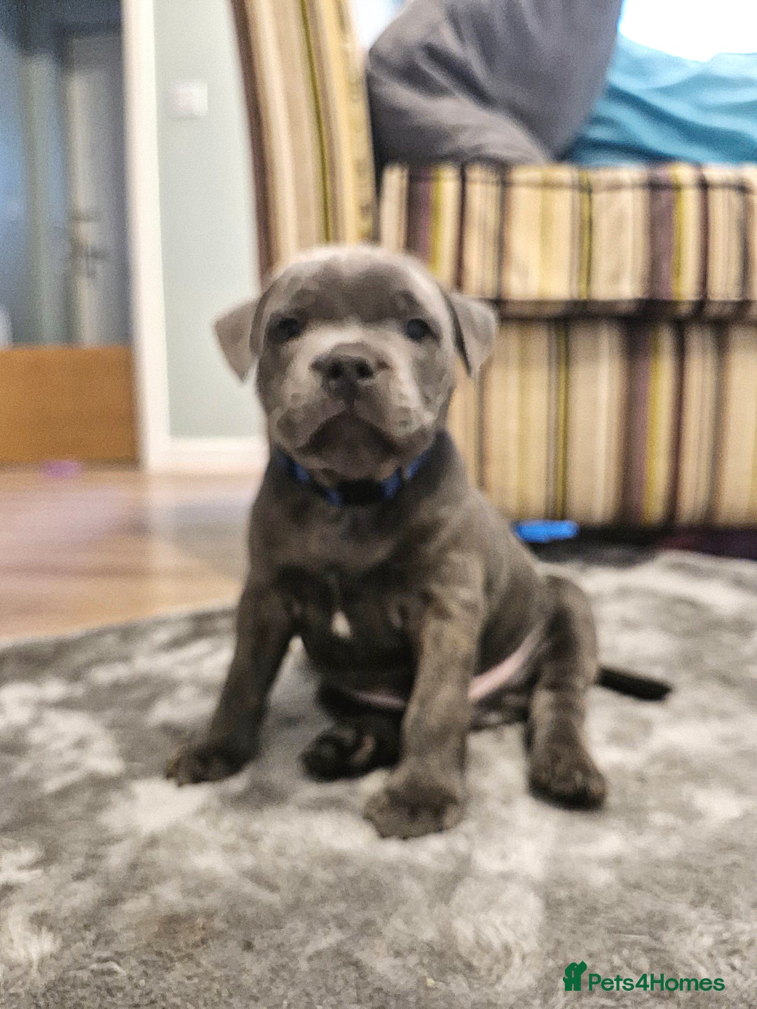 Staffordshire Bull Terrier dogs for sale: Blue Staffordshire Bull Terrier Puppies in Street - Image 10