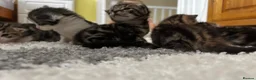 Mixed Breed cats for sale: Litter of 5 kittens mackerel  - Advert 11