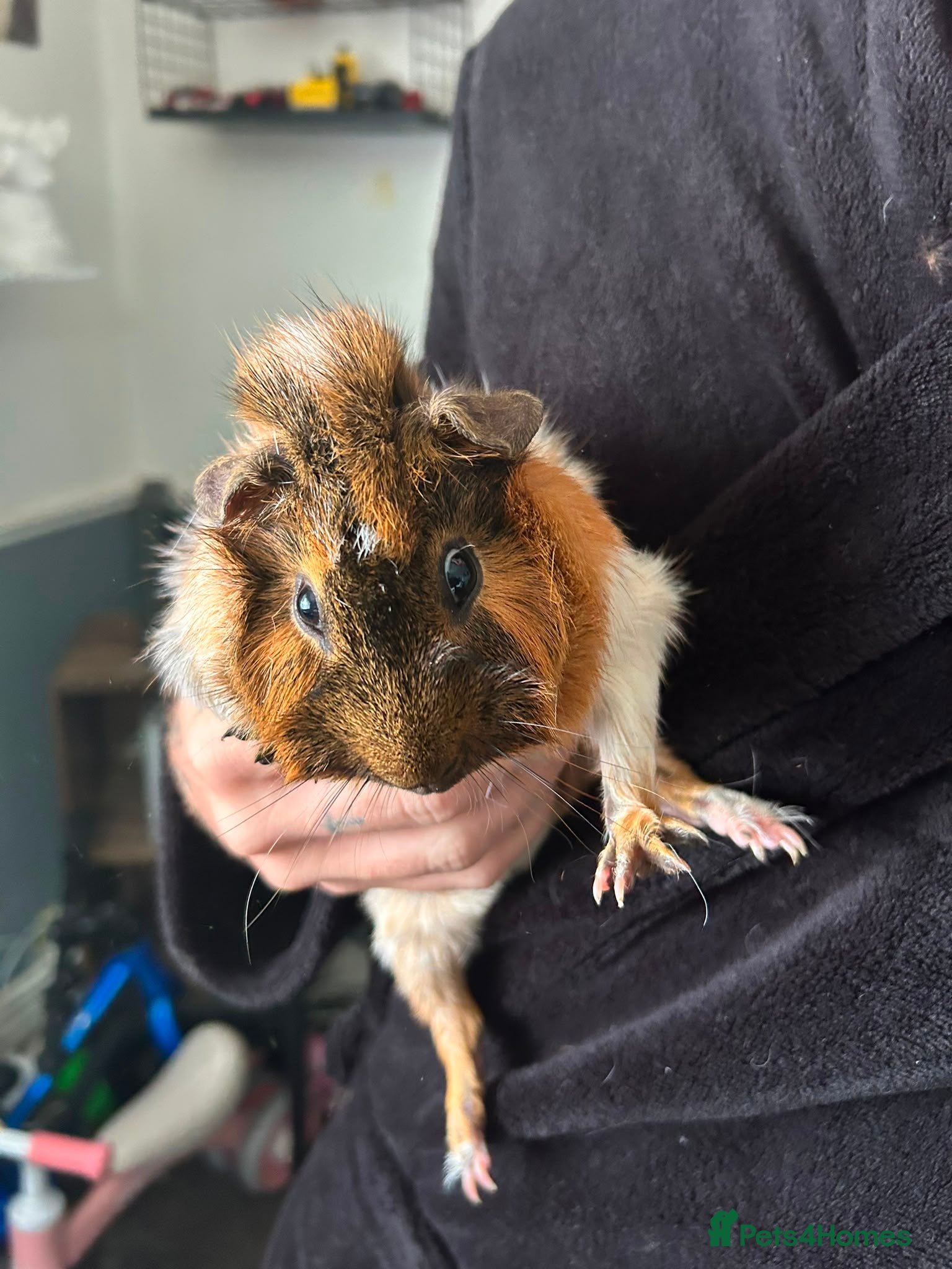 Guinea Pig rodents Bonded Pair Of Guinea Pigs (Males) - Advert 14