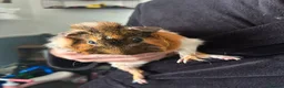 Guinea Pig rodents for sale: Bonded Pair Of Guinea Pigs (Males) - Advert 1