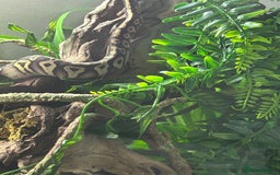 Python Snake reptiles for sale: Phantom type ball python - Image 4