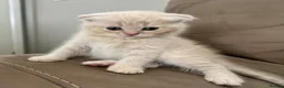 Scottish Fold cats for sale: PUREBRED Scottish fold kittens  - Advert 15