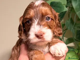 Cockapoo dogs 🪷Cockapoo Pups Quality,Charming,Gentle Hearts🪷 - Advert 1