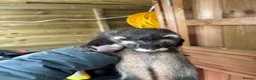 Ferret rodents for sale: Ferrets one male one female  in Helston - Advert 5