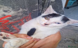 Domestic Shorthair cats for sale: 5 beautiful kittens looking for a good homes  - Image 6