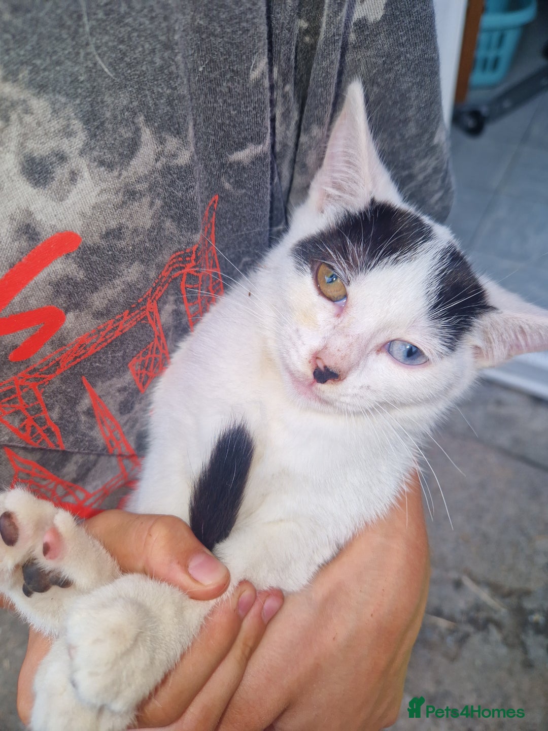 Domestic Shorthair cats for sale: 5 beautiful kittens looking for a good homes  - Image 6