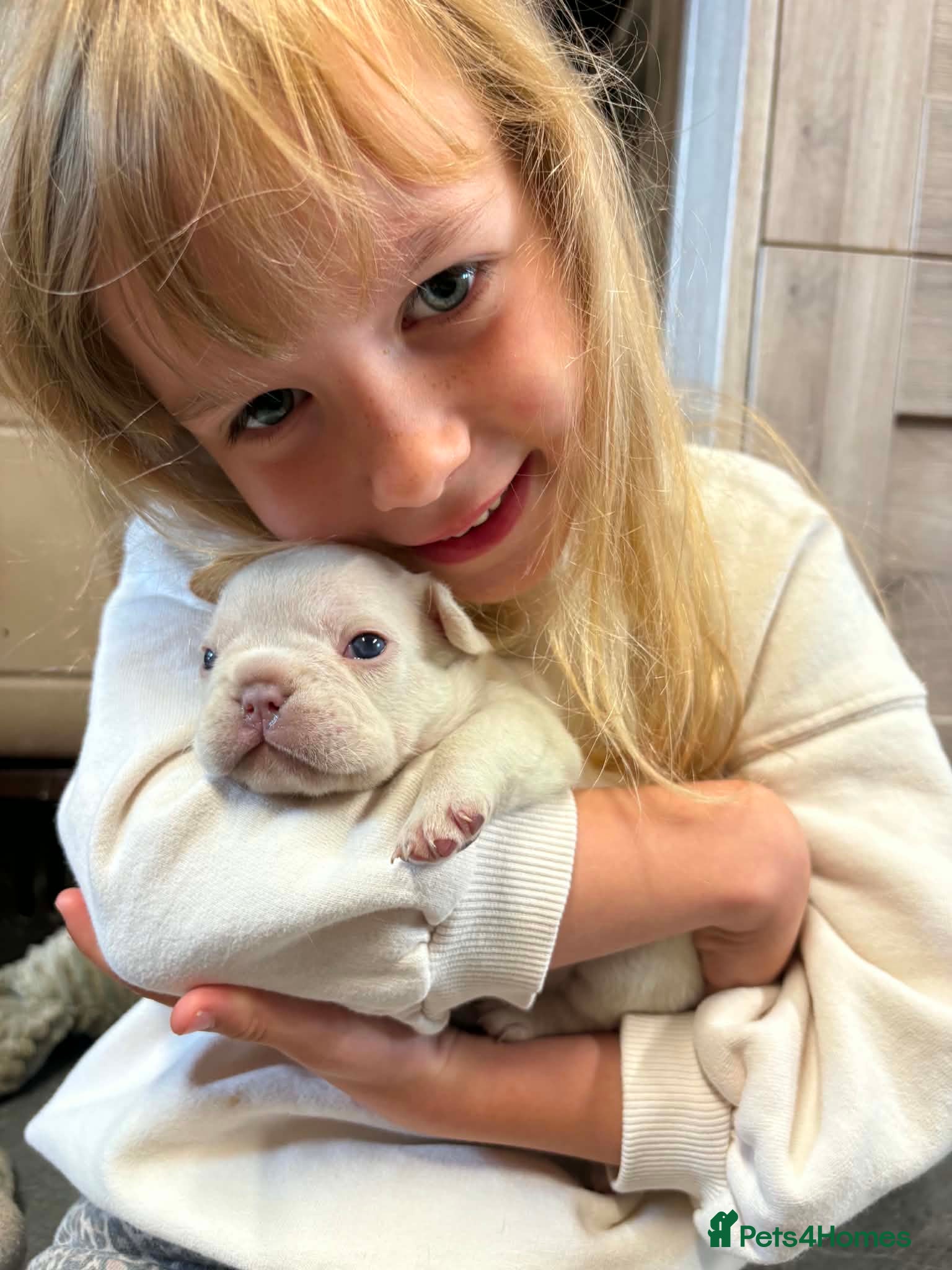 French Bulldog dogs 🤍Quality bred french bulldog puppies🤍 - Advert 1