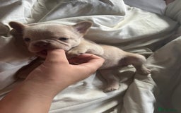 French Bulldog dogs for sale: QUALITY FRENCH BULLDOGS  - Image 7