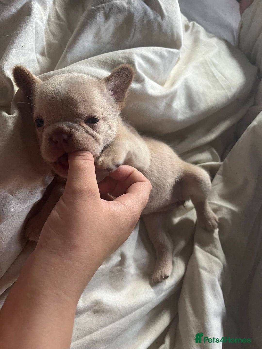 French Bulldog dogs for sale: QUALITY FRENCH BULLDOGS  - Image 7