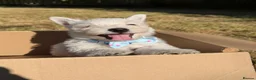 West Highland Terrier dogs for sale: KC Registered West Highand Terriers - Advert 2