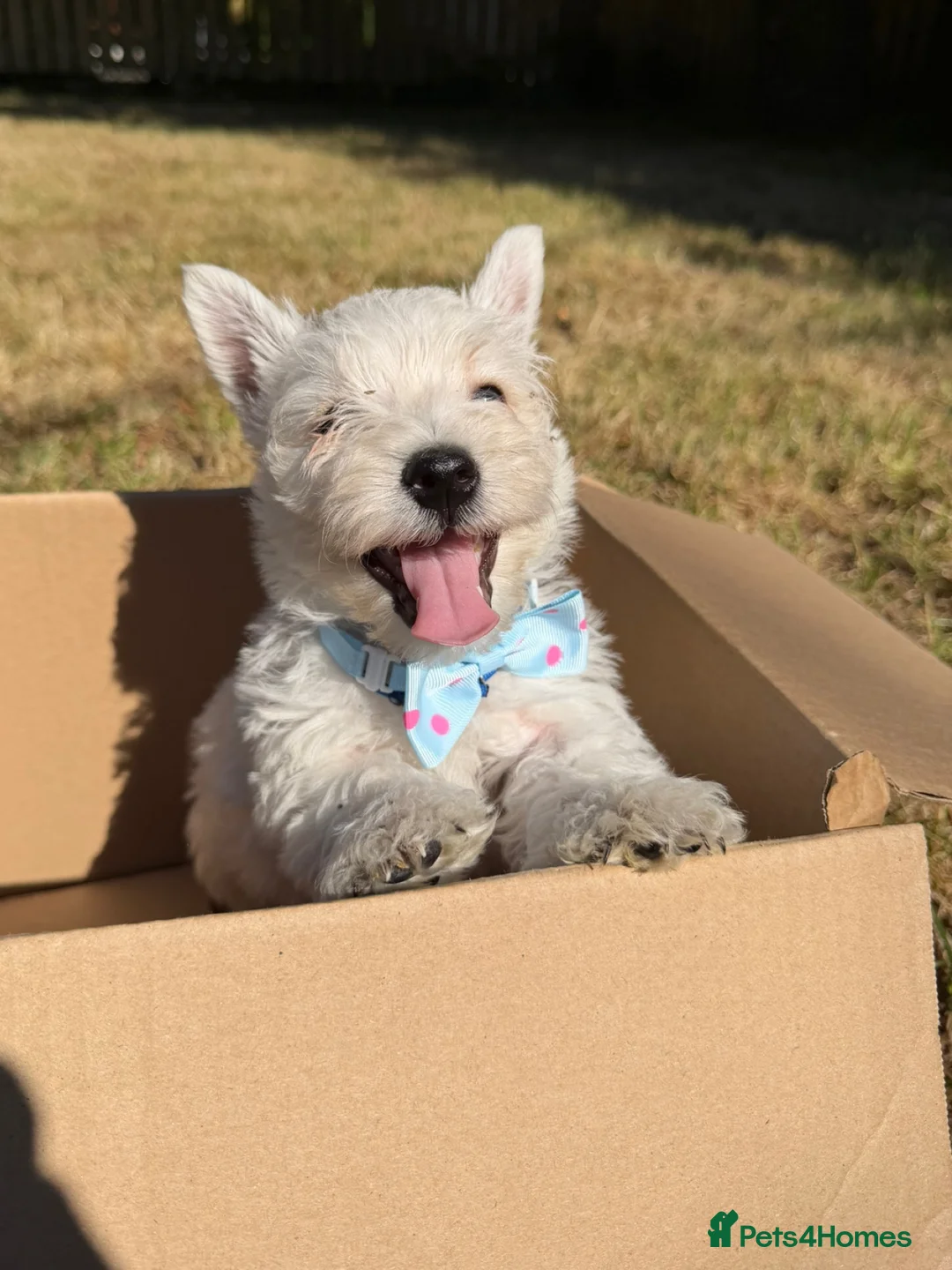 West Highland Terrier dogs for sale: KC Registered West Highand Terriers - Advert 2