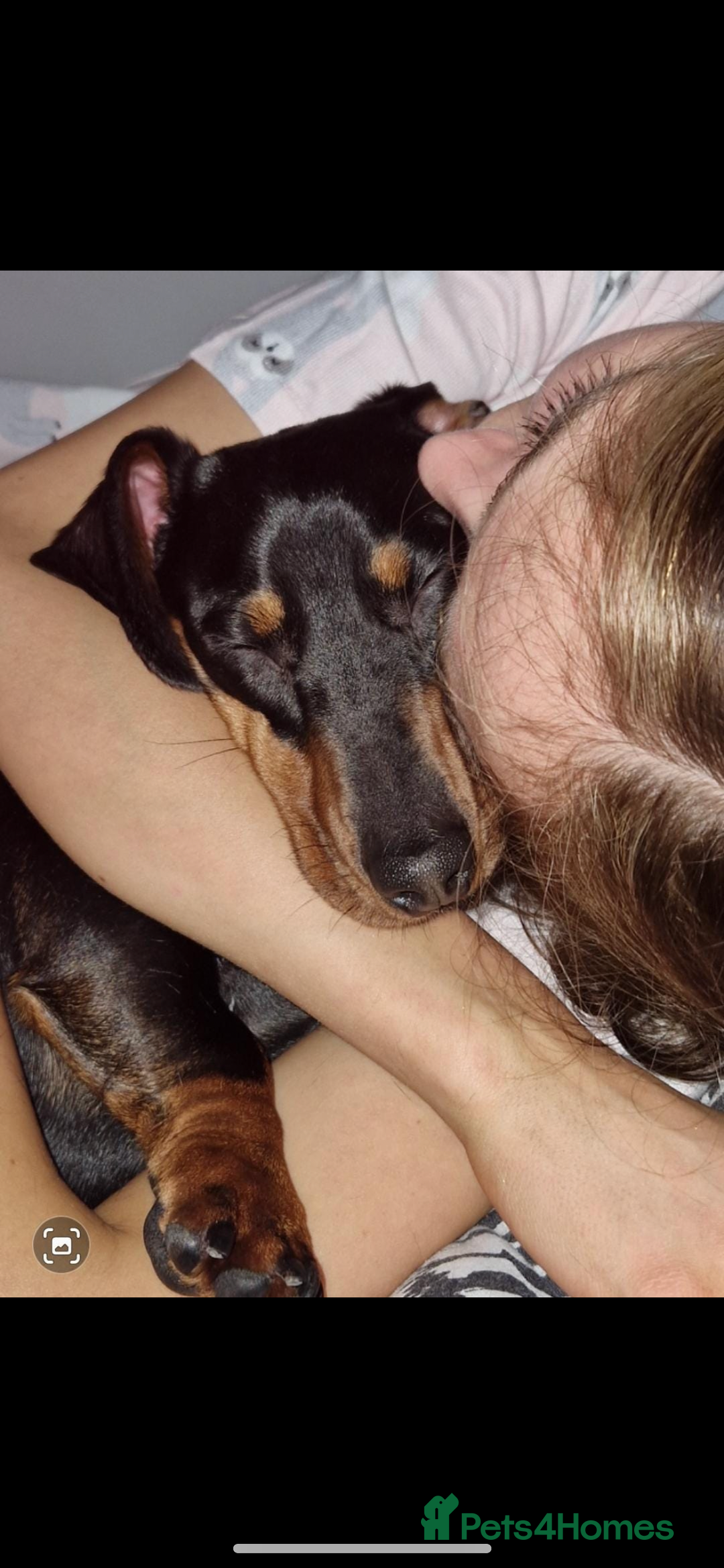 Miniature Dachshund dogs for stud: Slinky The Mini Sausage🖤🐶 - Advert 4